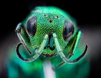 Chrysididae wasp face, bright green.