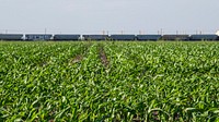 Corn field in Hondo. Original public domain image from Flickr