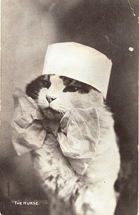 Kitty Nurse. Black and white photograph of a cat dressed as a nurse. The cat is wearing a large bow and a hat. Original public domain image from Flickr