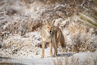 Coyote wildlife