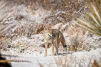 Coyote wildlife