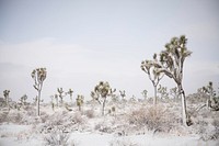 Park Boulevard in the snow