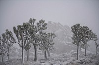 Park Boulevard in the snow