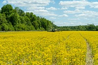 Planting soybeans into corn residue and wild mustard using a no-till planter. Original public domain image from Flickr