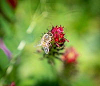 Bee & crimson clover at Indy Urban Acres. Original public domain image from Flickr