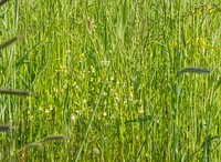 Cover crops grow in a field in Evansville, Indiana prior to corn being planted. Original public domain image from Flickr