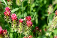 Bee & crimson clover at Indy Urban Acres. Original public domain image from Flickr