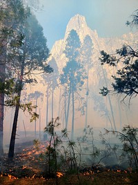 Yosemite Valley Prescribed Burn. Low-intensity fire cleans the forest floor but leaves the healthy standing trees. Original public domain image from Flickr 