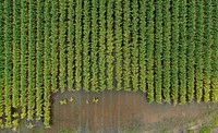 Soaked sorghum fields. Original public domain image from Flickr