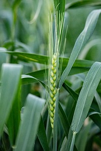 Wheat fields. Original public domain image from Flickr