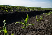 Corn sprouts on raised beds. Original public domain image from Flickr