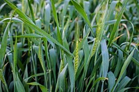 Wheat fields. Original public domain image from Flickr