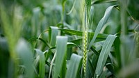 Wheat fields, closeup, macro photography. Original public domain image from Flickr