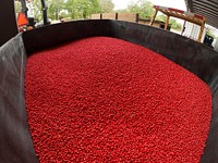 Soybean seeds, farming operation process. Original public domain image from Flickr