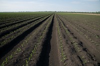 Corn sprouts on raised beds. Original public domain image from Flickr