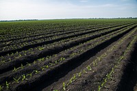 Corn sprouts on raised beds. Original public domain image from Flickr