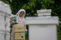 Katy Ehmann harvests honey from her bee hives in West River, Maryland, June 12, 2021. (Photo by Preston Keres) Original public domain image from Flickr