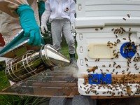 Harvest honey from bee hives. Original public domain image from Flickr