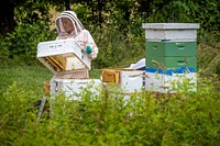 Katy Ehmann harvests honey from her bee hives in West River, Maryland, June 12, 2021. (Photo by Preston Keres) Original public domain image from Flickr