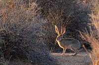 Black-tailed jackrabbit