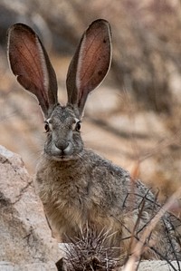 Black-tailed jackrabbit