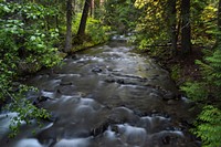 Fish Creek, natural stream, forest. Original public domain image from Flickr