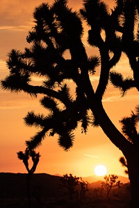 Joshua tree at sunset