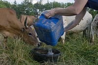 Farmer feeding cow, farm. Original public domain image from Flickr