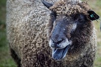 Black faced sheep, tongue out. Original public domain image from Flickr