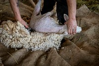 Sheep shearing, woolen fleece. Original public domain image from Flickr