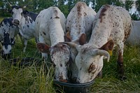 Hungry cow, livestock, farm animals. Original public domain image from Flickr