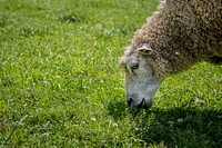 Hungry sheep, farm animal. Original public domain image from Flickr