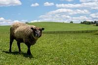 Happy sheep, green meadow. Original public domain image from Flickr