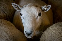 Sheared sheep, animal portrait. Original public domain image from Flickr