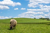 Happy sheep, green meadow. Original public domain image from Flickr