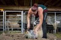 Emily Chamelin shearing and vaccinating sheep on farm in Westminster, Maryland, June 19, 2021. (USDA/FPAC photo by Preston Keres) Original public domain image from Flickr