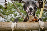 Cute dog, tongue out. Original public domain image from Flickr