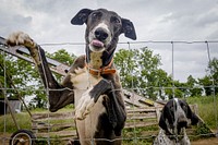 Happy farm dogs, pet. Original public domain image from Flickr