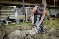 Emily Chamelin, professional sheep shearer, shear sheep on farm in Westminster, Maryland, June 19, 2021. (USDA/FPAC photo by Preston Keres) Original public domain image from Flickr