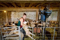 Emily Chamelin, professional sheep shearer, using rotational and intensive grazing management techniques on her farm in Westminster, Maryland, June 19, 2021. (USDA/FPAC photo by Preston Keres) Original public domain image from Flickr