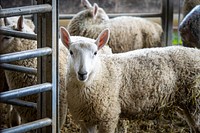Sheep, farm animal portrait. Original public domain image from Flickr