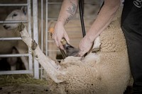 Sheep shearer, cutting wool. Original public domain image from Flickr