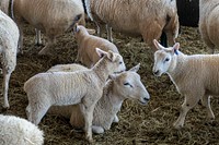 Sheep & lamb, farm animals. Original public domain image from Flickr