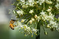 A western honey bee (Apis mellifera) gathers pollen on onion flowers in Boise, Idaho. Original public domain image from Flickr