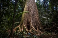 The Amazon rainforest is often called “the lungs of the world”. It produces oxygen and stores billions of tons of carbon every year. Original public domain image from Flickr