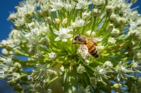 A western honey bee (Apis mellifera) gathers pollen on onion flowers in Boise, Idaho. Original public domain image from Flickr