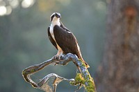 Osprey, wild bird. Original public domain image from Flickr