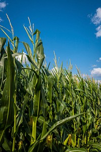 Corn field scenic. Original public domain image from Flickr