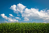 Aesthetic cornfield scenic. Original public domain image from Flickr