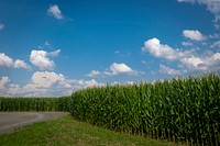 Aesthetic cornfield scenic. Original public domain image from Flickr